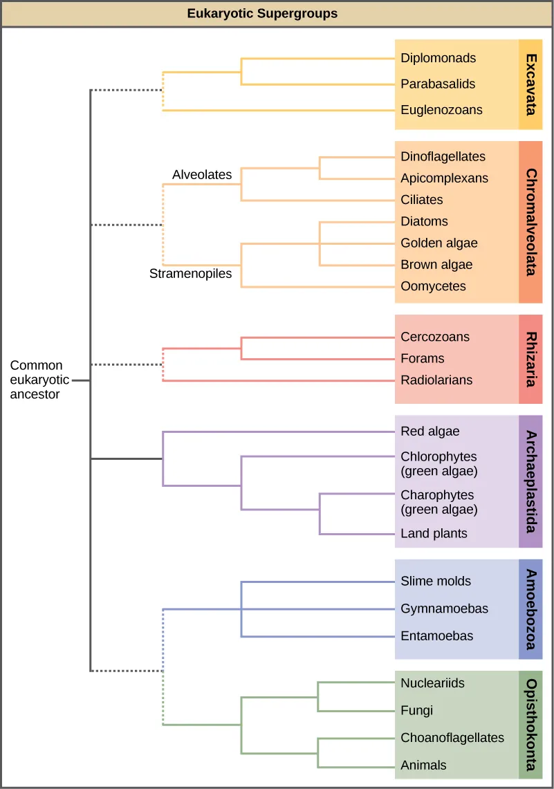 The chart shows the relationship of eukaryotic supergroups, which all arose from a common eukaryotic ancestor. The six groups are Excavata, Chromalveolata, Rhizaria, Archaeplastida, Amoebozoa, and Opisthokonta. Excavata includes the kingdoms diplomonads, parabasalids, and euglenozoans. Chromalveolata includes the kingdoms dinoflagellates, apicomplexans, and ciliates, all within the alveolate lineage, and the diatoms, golden algae, brown algae, and oomycetes, all within the stramenopile lineage. Rhizaria includes cercozoans, forams, and radiolarians. Archaeplastida includes red algae and two kingdoms of green algae, chlorophytes and charophytes, and land plants. Amoebozoa includes slime molds, gymnamoebas, and entamoebas. Opisthokonta includes nucleariids, fungi, choanoflagellates, and animals.