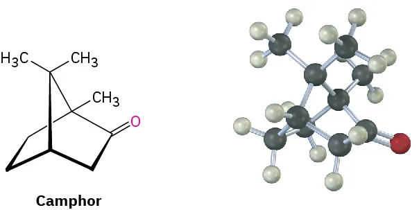 The bond-line structure and ball and stick model of camphor. In the model, black, gray, red spheres represent carbon, hydrogen, and oxygen atoms, respectively.