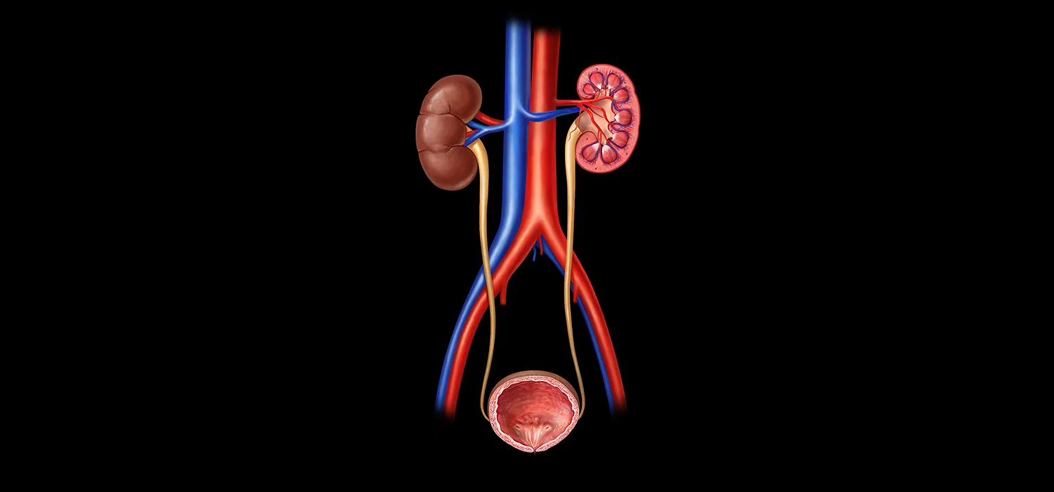 A diagram of the renal system shows the kidneys, ureters, and bladder, as well as the main artery and vein connected to the kidneys.