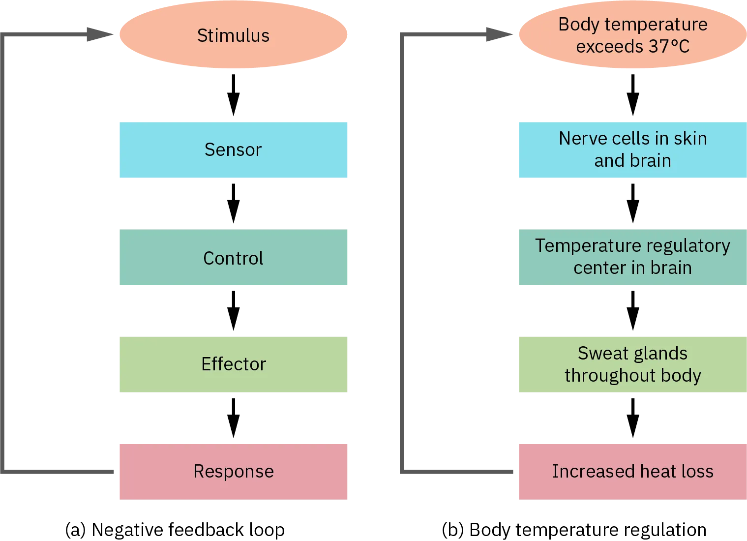 Two flow charts are side-by-side, labeled A and B. Chart A shows a general negative feedback loop. The loop starts with a stimulus. Information about the stimulus is perceived by a sensor which sends that information to a control center. The control center sends a signal to an effector, which creates a response. That then feeds back to the top of the flow chart by inhibiting the stimulus. Part B shows body temperature regulation as an example of negative feedback system. Here, the stimulus is body temperature exceeding 37 degrees Celsius. The sensor is a set of nerve cells in the skin and brain and the control center is the temperature regulatory center of the brain. The effectors are sweat glands throughout the body which lead to increased heat loss and inhibit the rising body temperature.