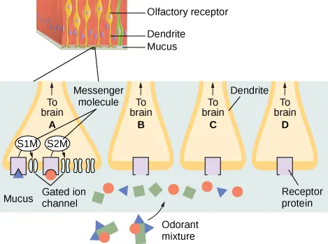 This diagram shows four yellow triangle shapes. These triangles are labeled A, B, C, and D. They all have arrows pointing up labeled pointing up that say To Brain. A shows two rectangles that are labeled Messenger molecule. Inside of these circles says S1M and S2M. These circles point to shapes underneath. The first one is a square with a blue triangle at the bottom of it labeled mucus, the second shape is two blue lines. Beside this is another square underneath the S2M and under the square is an orange circle followed by three more sets of the blue squiggle lines beside the Square. Two of the sets of squiggle lines on either side of the square with the orange circle are labeled gated ion channel. These squares on each of the triangles are Receptor protein. The circles, small green squares, and blue triangles are odorant mixtures.