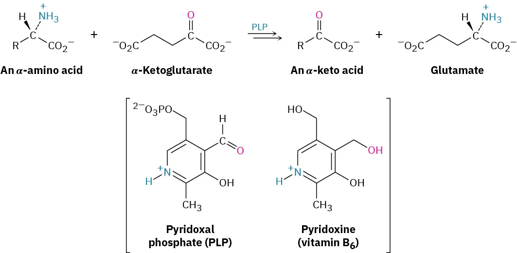 Alpha-amino acid reacts with alpha-ketoglutarate in the presence of pyridoxal phosphate to form an alpha-keto acid, glutamate. The square parentheses below show pyridoxal phosphate and pyridoxine.