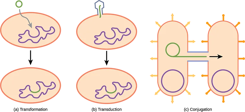 Illustration A shows transformation, where a small, circular piece of DNA is absorbed by a prokaryotic cell. The DNA then gets incorporated in the genome. Illustration B shows transduction, where a bacteriophage injects DNA into a prokaryotic cell. The DNA then gets incorporated in the genome. Illustration C shows conjugation, where two bacteria are connected by a pilus. A small loop of DNA is transferred from one cell to the other via the pilus.