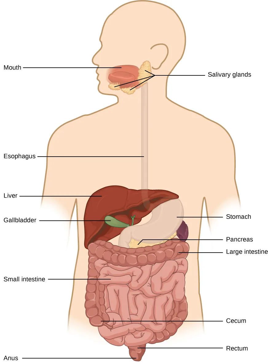 The basic components of the human digestive system begins at the mouth. Food is swallowed through the esophagus and into the kidney-shaped stomach. The liver is located on top of the stomach, and the pancreas is underneath. Food passes from the stomach to the long, winding small intestine. From there it enters the wide large intestine before passing out the anus. At the junction of the small and large intestine is a pouch called the cecum.