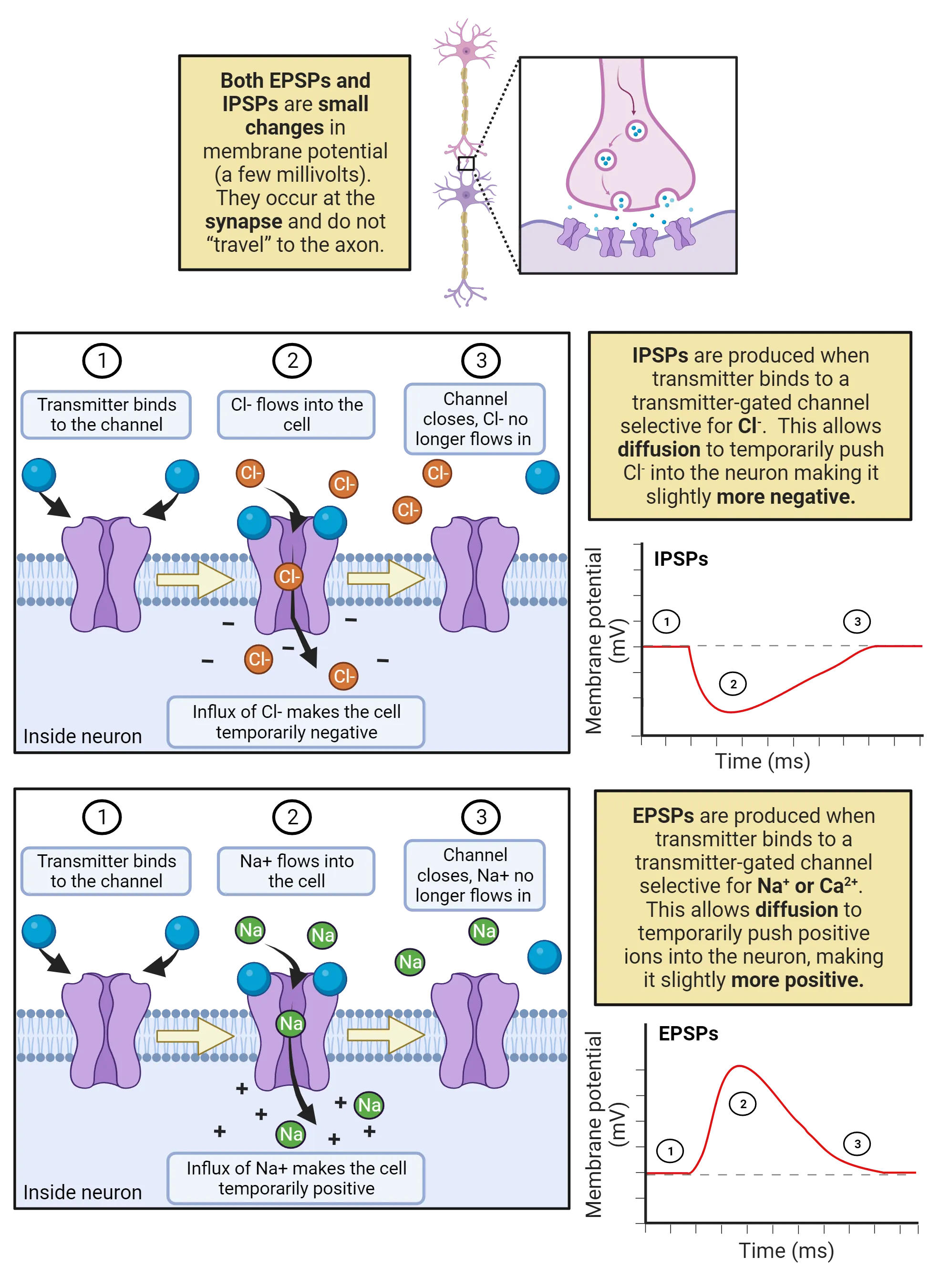 Top: Left: diagram of a ligand-gated channel in a membrane binding its ligand and opening to allow in Na+. Right: Line graph of membrane potential over time of EPSP. Bottom: Left: diagram of a ligand-gated channel in a membrane binding its ligand and opening to allow in Cl-. Right: Line graph of membrane potential over time of IPSP.