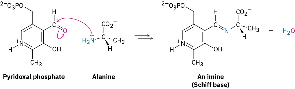 Reaction of pyridoxal phosphate and alanine in multiple steps to form the Schiff base, an imine, and water. Schiff base has a imine functional group.