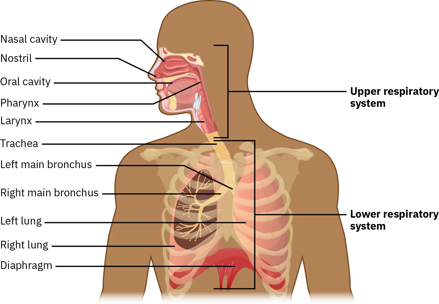 A diagram of a person's head and upper torso shows the parts of the body that are associated with the upper and lower respiratory systems. Starting at the top of the head, the upper respiratory system consists of the nasal cavity, nostrils, oral cavity, pharynx, and larynx. Starting at the top of the torso, the lower respiratory system consists of the trachea, left main bronchus, right main bronchus, left lung, right lung, and diaphragm.