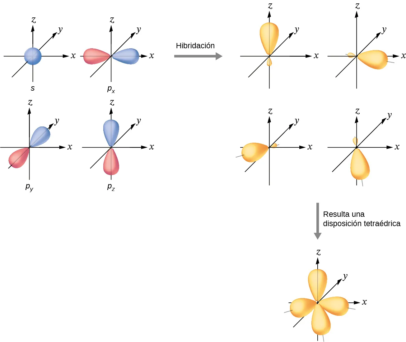 Se muestra una serie de tres diagramas conectados por una flecha que apunta hacia la derecha y que está marcada como "Hibridación" y una flecha que mira hacia abajo y que está marcada como "Da un arreglo tetraédrico". El primer diagrama muestra un orbital esférico azul y tres orbitales rojos con forma de maní, cada uno de ellos situado en un sistema de ejes x, y, z. Los tres orbitales rojos están situados en los ejes x, y y z, respectivamente. El segundo diagrama muestra los mismos cuatro orbitales, pero ahora son de color púrpura y tienen un lóbulo más grande y otro más pequeño. Cada uno se encuentra en un eje diferente en el dibujo. El tercer diagrama muestra los mismos cuatro orbitales, pero sus lóbulos más pequeños ahora se superponen para formar una estructura tetraédrica.