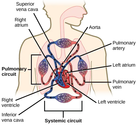 Illustration shows blood circulation through the mammalian systemic and pulmonary circuits. Blood enters the left atrium, the upper left chamber of the heart, through veins of the systemic circuit. The major vein that feeds the heart from the upper body is the superior vena cava, and the major vein that feeds the heart from the lower body is the inferior vena cava. From the left atrium blood travels down to the left ventricle, then up to the pulmonary artery. From the pulmonary artery blood enters capillaries of the lung. Blood is then collected by the pulmonary vein, and re-enters the heart through the upper left chamber of the heart, the left atrium. Blood travels down to the left ventricle, then re-enters the systemic circuit through the aorta, which exits through the top of the heart. Blood enters tissues of the body through capillaries of the systemic circuit.