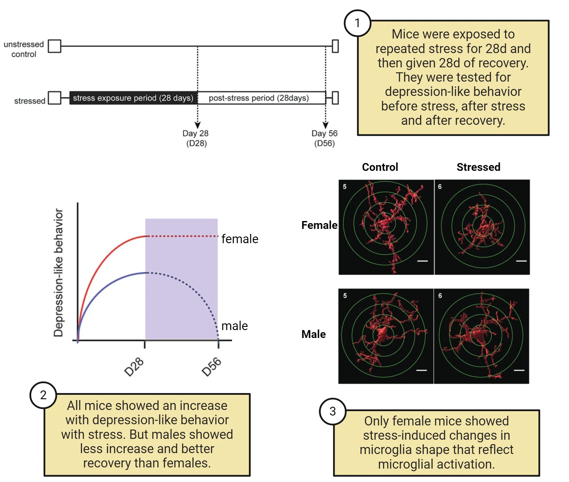 Top is timeline showing that mice were exposed to repeated stress for 28d and then given 28d of recovery. They were tested for depression-like behavior before stress, after stress and after recovery. Bottom left is a graph of Depression-like behavior (y-axis) versus days (day 0, 28 and 56). Curves show that all mice showed an increase with depression-like behavior with stress. But males showed less increase and better recovery than females. Bottom right is 3D renderings of microglia from male and female control v. stressed mice. Only female mice showed stress-induced changes in microglia shape that reflect microglial activation.