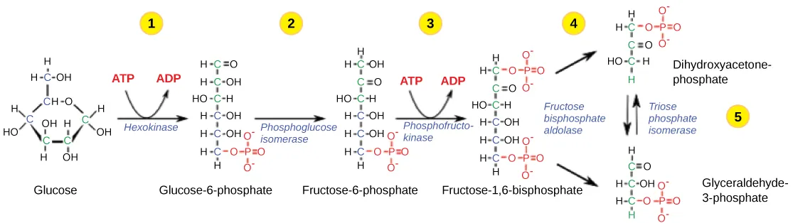 This illustration shows the steps in the first half of glycolysis. In step one, the enzyme hexokinase uses one A T P molecule in the phosphorylation of glucose. In step two, glucose dash 6 dash phosphate is rearranged to form fructose dash 6 dash phosphate by phosphoglucose isomerase. In step three, phosphofructokinase uses a second A T P molecule in the phosphorylation of the substrate, forming fructose dash 1, 6 dash bisphosphate. In step four, the enzyme fructose bisphosphate aldolase splits the substrate into two, forming glyceraldeyde dash 3 dash phosphate and dihydroxyacetone-phosphate. In step five, triose phosphate isomerase converts the dihydroxyacetone-phosphate into glyceraldehyde dash 3 dash phosphate.