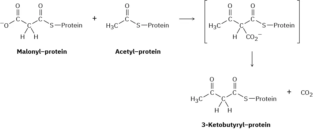 Malonyl protein reacts with an acetyl protein to form an intermediate. This reacts to form 3-ketobutyryl protein and carbon dioxide.