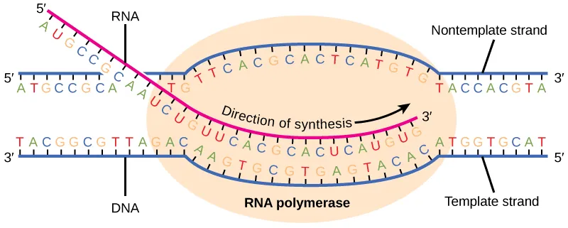 Illustration shows RNA synthesis by RNA polymerase. The RNA strand is synthesized in the 5' to 3' direction.