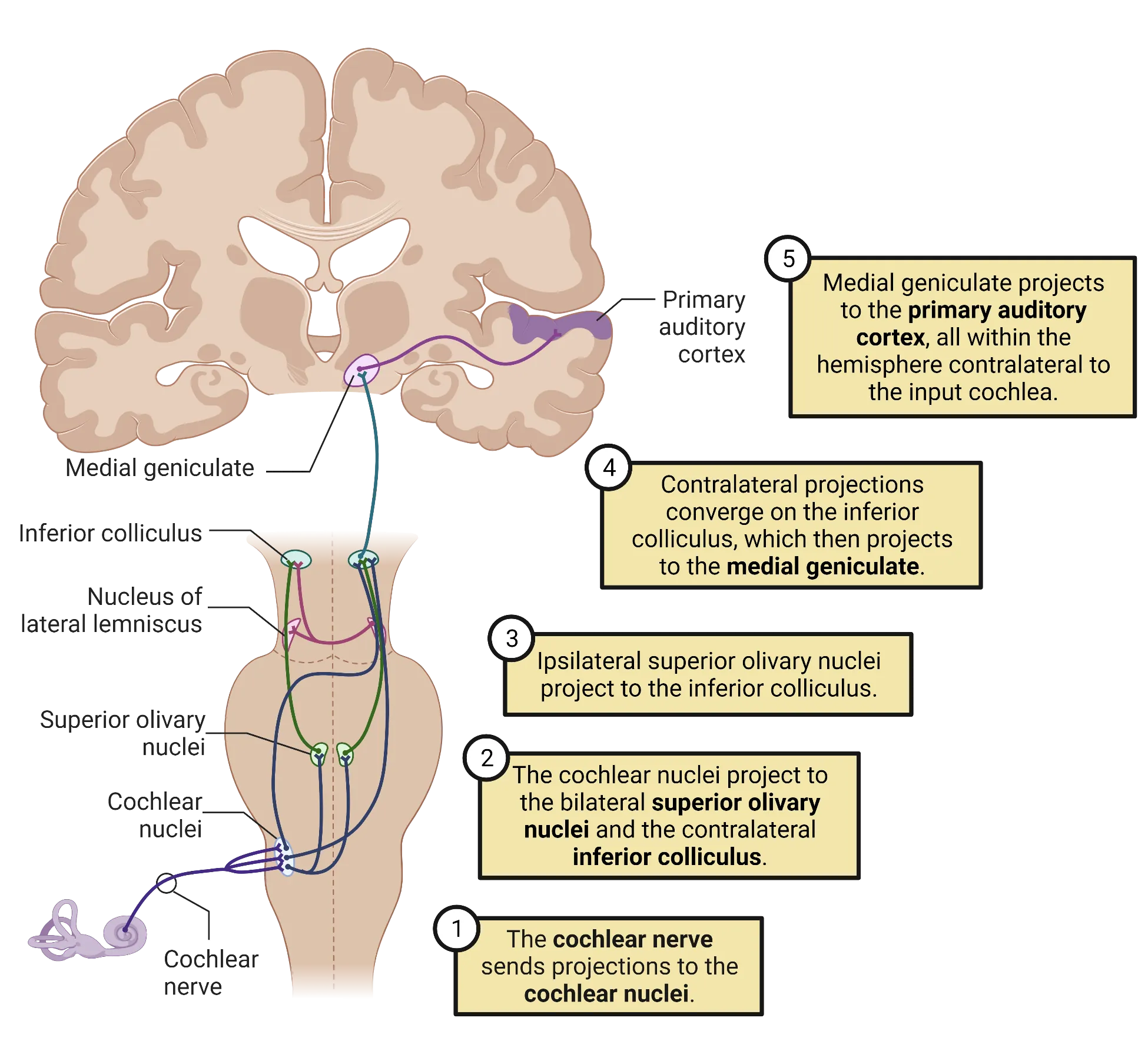 Diagram of the human neural pathways from the cochlea to the brainstem (cochlear nerve), followed by connections to the superior olivary nuclei and inferior colliculus. Connections from superior olivary nuclei to inferior colliculus also shown. Connections between nucleus of lateral lemniscus and up to inferior colliculus shown. Connection from inferior colliculus to medial geniculate nucleus shown. Connection from medial geniculate nucleus to primary auditory cortex shown.