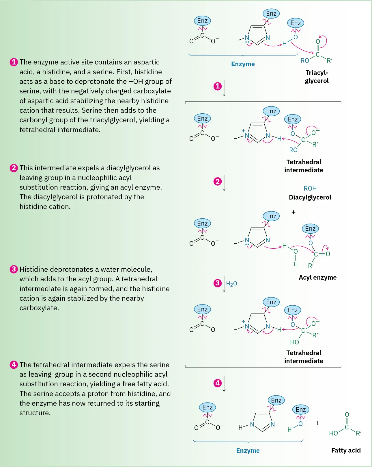 Mechanism of lipase hydrolysis involves the formation of enzyme- fatty acid tetrahedral intermediates, sequential hydrolysis, followed by the release of the acid and regeneration of the enzyme's active site.