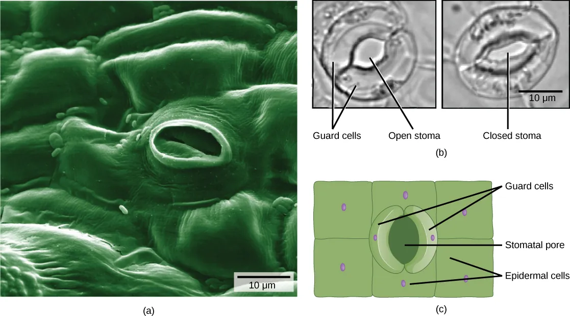 The electron micrograph in part A shows the lumpy, textured surface of a leaf epidermis. Individual cells look like pillows arranged side by side and fused together. In the center of the image is an oval pore about 10 microns across. Inside the pore, closed guard cells have the appearance of sealed lips. The two light micrographs in part B shows two kidney-shaped guard cells. In the left image, the stoma is open and round. In the right image, the stoma is closed and oval shaped. Part C is an illustration of the leaf epidermis with a oval stomatal pore in the center. Surrounding this pore are two kidney-shaped guard cells. Rectangular epidermal cells surround the guard cells.