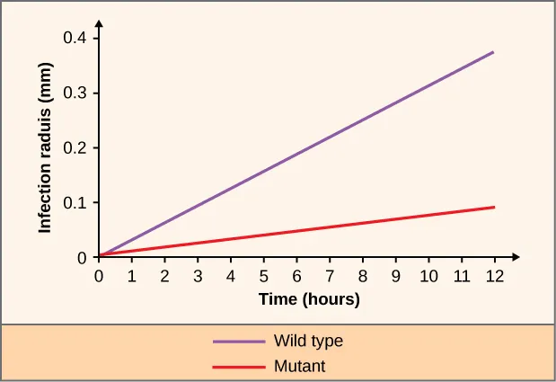 This line graph describes the dependence of the growth of plaque radius in millimeters on time in hours for the wild type and mutant.