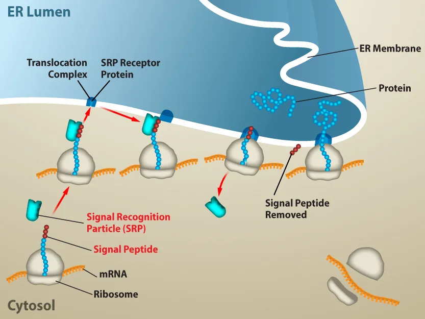 In the cytosol, the m R N A and Ribosome complex have a signal peptide that bonds with a signal recognition particle. Once combined, they interact with a translocation complex and signal recognition particle receptor protein in the E R Membrane. The protein is then removed from the ribosome complex and goes across the E R Membrane into the E R Lumen.