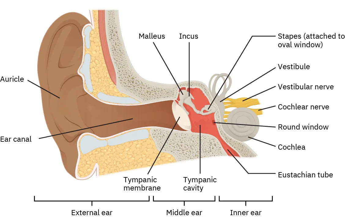 The picture shows the anatomy of a human ear. All organs in the ear are labeled. There is a pinna or the outer end of the ear, followed by a long ear canal in the outer ear. The middle ear has the eardrum little arc shaped. There are small round and oval windows next to it. There are semicircular canals. In the inner ear are snail shell shaped cochlea and cochlea duct. There is a Eustachian tube that leads downward. There are cochlear nerve and vestibular nerves in the inner ear.