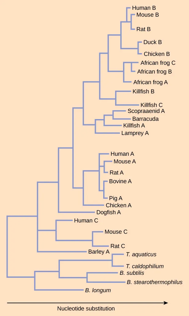 The cladogram on the right displays a proposed relatedness of variations in L D H's over many species.