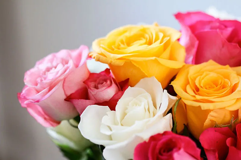 Red, yellow, and pink roses.