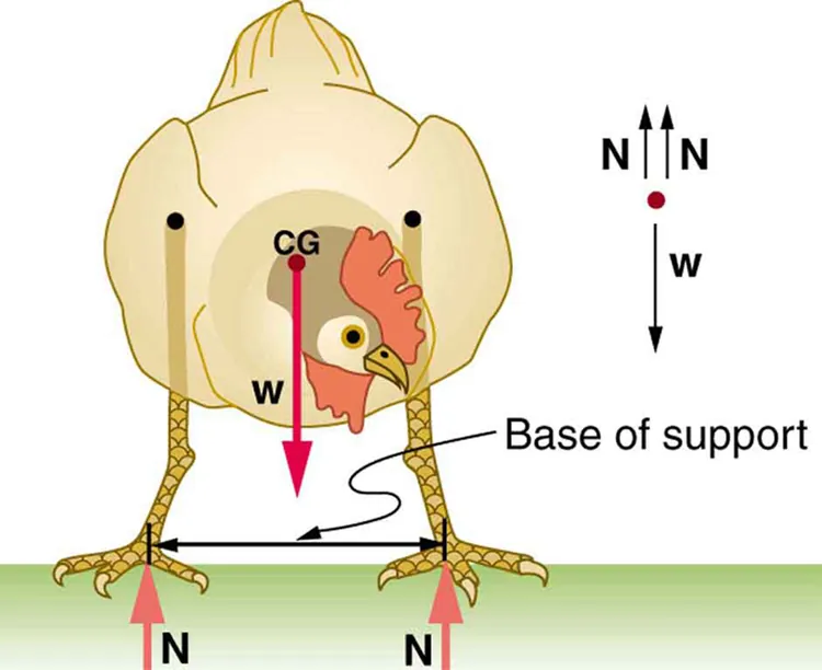 A chicken is shown standing on the ground. The weight of the chicken is acting at the center of gravity of the chicken's body. The distance between the feet of the chicken is labeled as base of support. The normal forces N each are acting at the feet of the chicken. A free body diagram is shown at the right side of the figure.