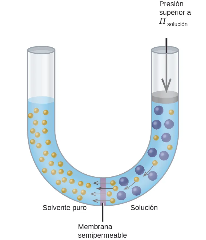La figura muestra un tubo en forma de U con una membrana semipermeable colocada en la base de la U. El solvente puro está presente y se indica con pequeñas esferas amarillas a la izquierda de la membrana. A la derecha, hay una solución con esferas azules más grandes entremezcladas con algunas esferas amarillas pequeñas. En la membrana, las flechas apuntan desde cuatro pequeñas esferas amarillas a la izquierda de la membrana. En el lado derecho de la U, hay un disco que tiene la misma anchura del tubo y parece bloquearlo. El disco está al mismo nivel que la solución. Una flecha apunta hacia abajo desde la parte superior del tubo hasta el disco y está marcada como "Presión mayor que Π subíndice de solución".