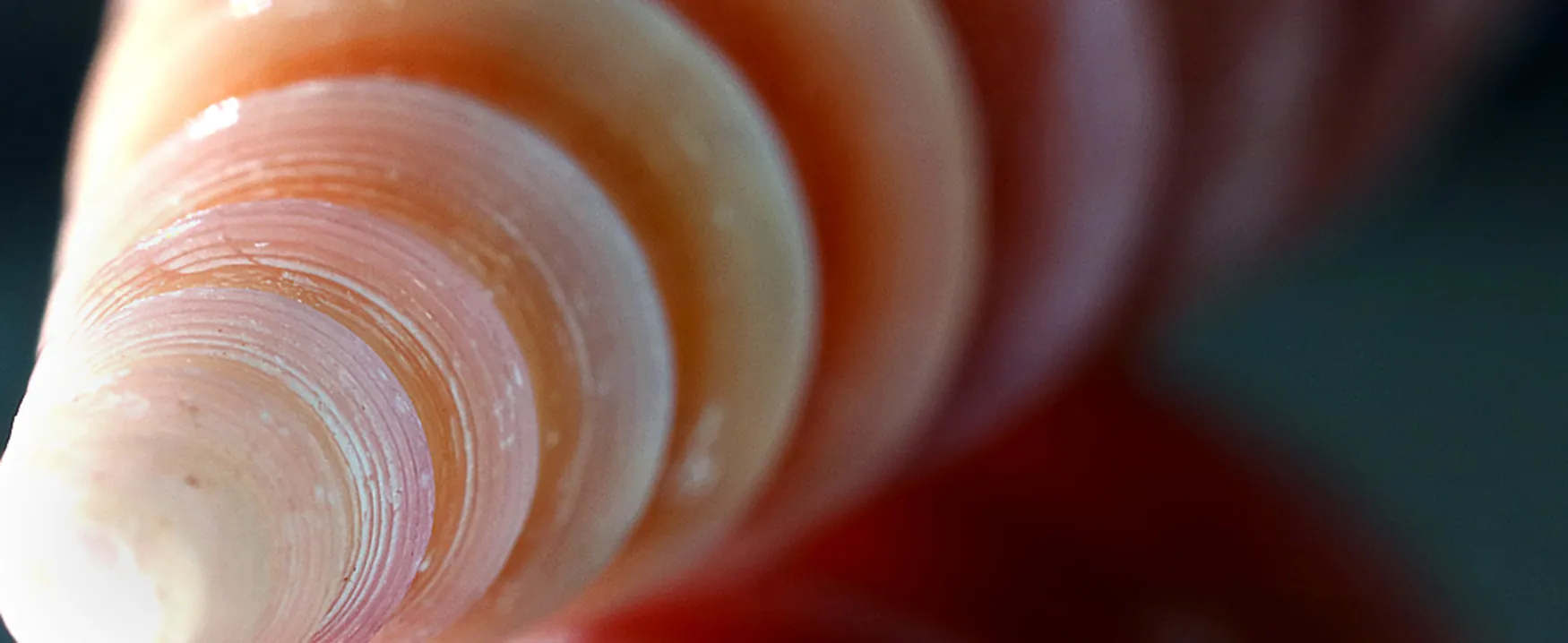 Photo of a seashell showing recursive spiral pattern.