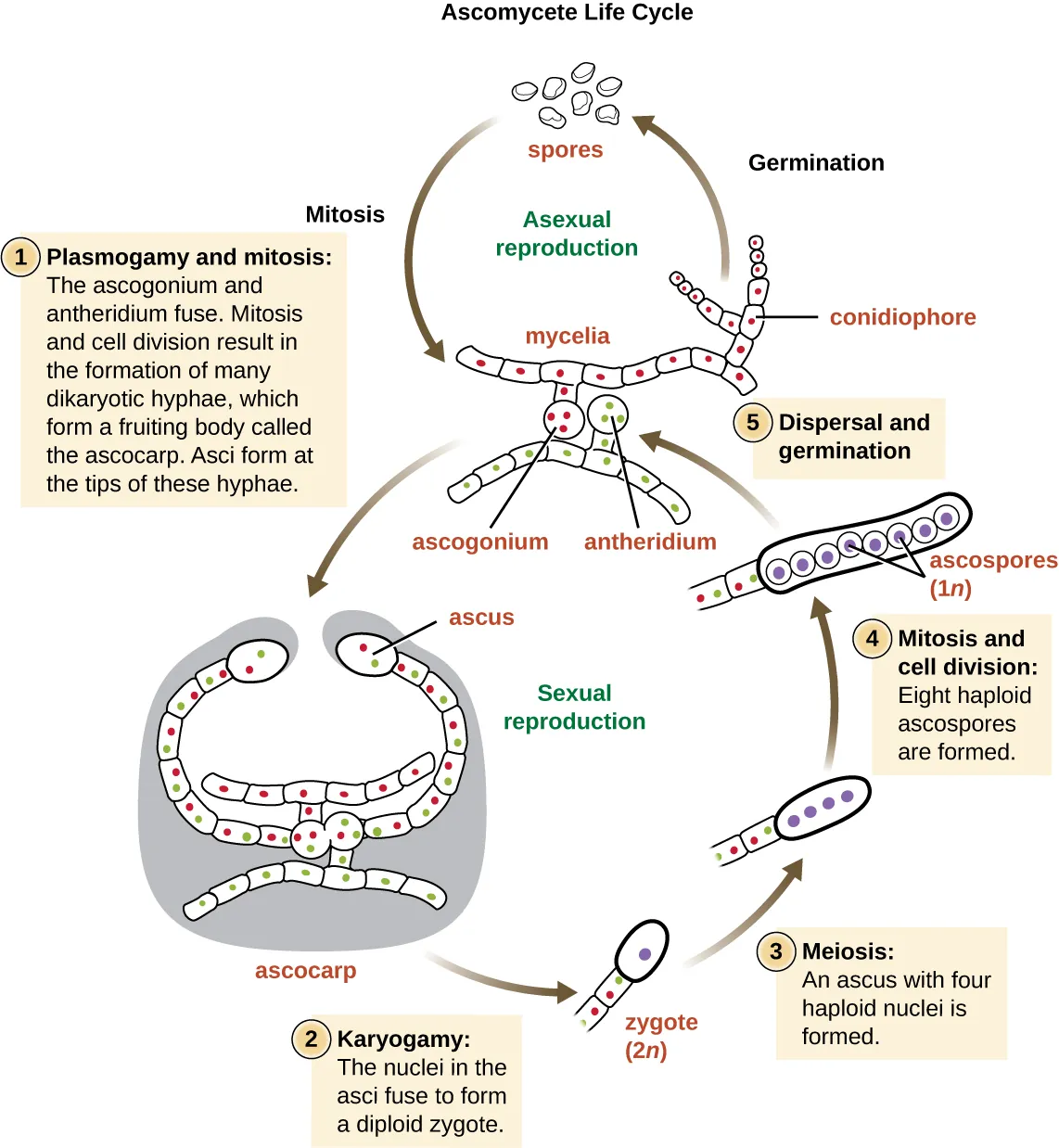 Ascomycete life cycle. Mycelia produce conidiophores which use mitosis to asexually produce spores. These spores then germinate into new mycelia. Sexual reproduction begins one hyphae produces an ascogonium and another produces an antheridium. In plasmogamy the ascogonium and antheridium fuse. Mitosis and cell division result in the formation of many dikaryotic hyphae, which form a fruiting body called the ascocarp. Asci form at the tips of these hyphae. In karyogamy the nuclein in the asci fuse to form a diploid zygote. Then meiosis produces four haploid nuclei in the ascus. Then mitosis and cell division results in eight haploid ascospores in the ascus. These ascospores then disperse and germinate into new mycelia.
