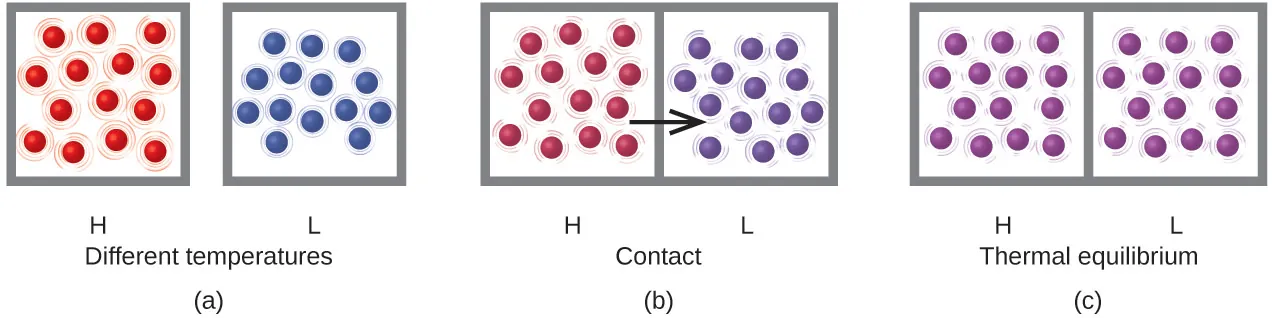 Three drawings are shown and labeled a, b, and c, respectively. The first drawing labeled a depicts two boxes, with a space in between and the pair is captioned “Different temperatures.” The left hand box is labeled H and holds fourteen well-spaced red spheres with lines drawn around them to indicate rapid motion. The right hand box is labeled L and depicts fourteen blue spheres that are closer together than the red spheres and have smaller lines around them showing less particle motion. The second drawing labeled b depicts two boxes that are touching one another. The left box is labeled H and contains fourteen maroon spheres that are spaced evenly apart. There are tiny lines around each sphere depicting particle movement. The right box is labeled L and holds fourteen purple spheres that are slightly closer together than the maroon spheres. There are also tiny lines around each sphere depicting particle movement. A black arrow points from the left box to the right box and the pair of diagrams is captioned “Contact.” The third drawing labeled c, is labeled “Thermal equilibrium.” There are two boxes shown in contact with one another. Both boxes contain fourteen purple spheres with small lines around them depicting moderate movement. The left box is labeled H and the right box is labeled L.