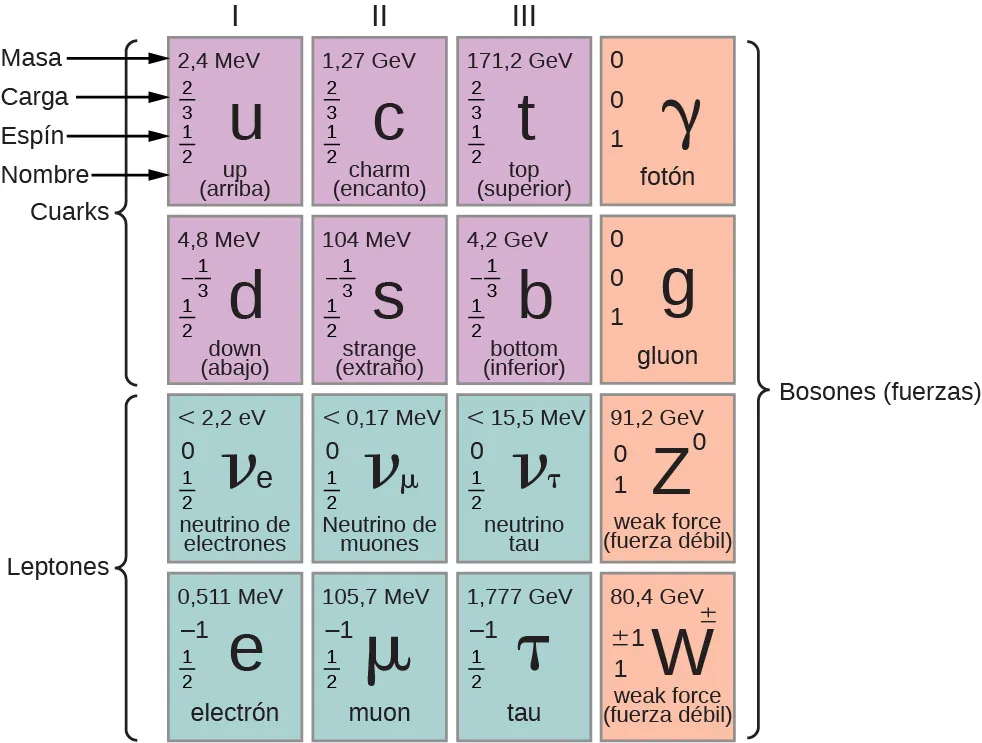 Esta tabla tiene cuatro filas y cuatro columnas. Las tres primeras celdas de la primera y segunda fila están marcadas como cuarks. Las tres primeras celdas de las filas tercera y cuarta están marcadas como leptones. La última columna está marcada como bosones (fuerzas). Cada celda tiene el nombre de una partícula, su símbolo, masa, carga y espín. En la primera fila, estos valores en orden son: celda uno: arriba, u, 2,4 MeV, 2/3, 1/2; celda dos: encantado, c, 1,27 GeV, 2/3, 1/2; celda tres, superior, t, 171,2 GeV, 2/3, 1/2; celda cuatro: fotón, gamma, 0, 0, 1. En la fila dos, estos valores en orden son: celda uno: abajo, d, 4,8 MeV, menos 1/3, 1/2; celda dos: extraño, s, 104 MeV, menos 1/3, 1/2; celda tres: inferior, b, 4,2 GeV, menos 1/3, 1/2; celda cuatro: gluón, 0, 0, 1. En la fila tres, estos valores en orden son: celda uno: neutrino electrónico, v subíndice e, menos de 2,2 eV, 0, 1/2; celda dos: neutrino muónico, v subíndice mu, menos de 0,17 MeV, 0, 1/2; celda tres: neutrino tauónico, v subíndice tau, menos de 15,5 MeV, 0, 1/2; celda cuatro: fuerza débil, z elevada a 0, 91,2 GeV, 0,1. En la fila cuatro, estos valores en orden son: celda uno: electrón, e, 0,511 MeV, menos 1, 1/2; celda dos: muon, mu, 105,7 MeV, menos 1, 1/2; celda tres: tau, tau, 1,777 GeV, menos 1, 1/2; fuerza débil, w más menos, 80,4 GeV, más menos 1, 1.