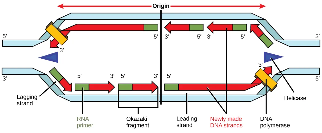 Illustration shows a replication bubble. Helicase unwinds the helix. An RNA primer starts the synthesis, and DNA polymerase extends the DNA strand from the RNA primer. DNA synthesis occurs only in the 5' to 3' direction. On the leading strand, DNA synthesis occurs continuously. On the lagging strand, DNA synthesis restarts many times as the helix unwinds, resulting in many short fragments called Okazaki fragments.