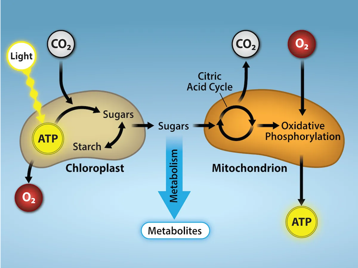 Light energy enters a chloroplast and is converted to A T P. The A T P enters a process to reduce C O 2 to sugars. This process produces oxygen. On the other side of the image, the sugars enter the citric acid cycle. They give off C O 2. Then, oxidative phosphorylation consumes O 2 and A T P is produced. Metabolites are given off.