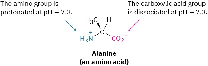 The structure of alanine, an amino acid. The amino group is protonated at a pH equal to 7.3. The carboxylic acid group is dissociated at a pH equal to 7.3.