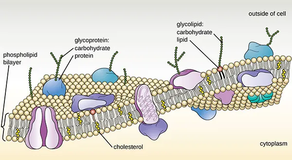 A drawing of the plasma membrane. The top of the diagram is labeled outside of cell, the bottom is labeled cytoplasm. Separating these two regions is the membrane which is made of mostly a phospholipid bilayer. Each phospholipid is drawn as a sphere with 2 tails. There are two layers of phospholipids making up the bilayer; each phospholipid layer has the sphere towards the outside of the bilayer and the two tails towards the inside of the bilayer. Embedded within the phospholipid bilayer are a variety of large proteins. Glycolipids have long carbohydrate chains (shown as a chain of hexagons) attached to a single phospholipid; the carbohydrates are always on the outside of the membrane. Glycoproteins have a long carbohydrate chain attached to a protein; the carbohydrates are on the outside of the membrane. The cytoskeleton is shown as a thin layer of line just under the inside of the phospholipid bilayer.