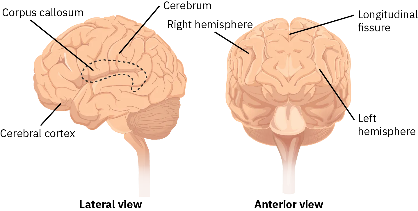 Side by side drawings show the lateral and anterior view of the brain. In the lateral view, the corpus callosum is at the center of the brain. The cerebral cortex is at the front of the brain. The cerebrum is above the corpus callosum. The anterior view shows the right hemisphere and the left hemisphere.  The hemispheres are divided in the center of the brain by the longitudinal fissure.