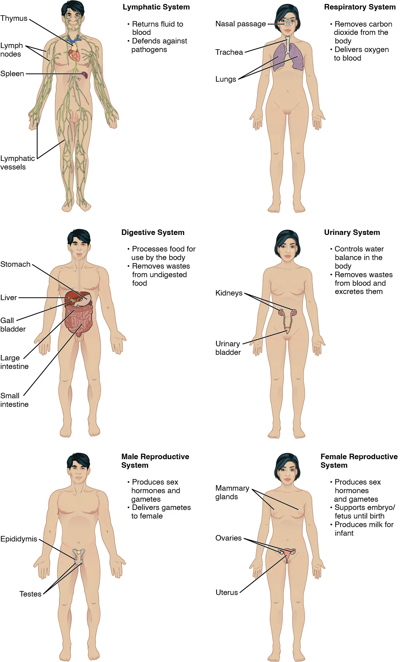 The lymphatic system returns fluid to the blood and defends against pathogens. The lymphatic system includes the thymus in the chest, the spleen in the abdomen, the lymphatic vessels that spread throughout the body, and the lymph nodes distributed along the lymphatic vessels. The respiratory system removes carbon dioxide from the body and delivers oxygen to the blood. The respiratory system includes the nasal passages, the trachea, and the lungs. The digestive system processes food for use by the body and removes wastes from undigested food. The digestive system includes the stomach, the liver, the gall bladder (connected to the liver), the large intestine, and the small intestine. The urinary system controls water balance in the body and removes and excretes waste from the blood. The urinary system includes the kidneys and the urinary bladder. The reproductive system of males and females produce sex hormones and gametes. The male reproductive system is specialized to deliver gametes to the female while the female reproductive system is specialized to support the embryo and fetus until birth and produce milk for the infant after birth. The male reproductive system includes the two testes within the scrotum as well as the epididymis which wraps around each testis. The female reproductive system includes the mammary glands within the breasts and the ovaries and uterus within the pelvic cavity.