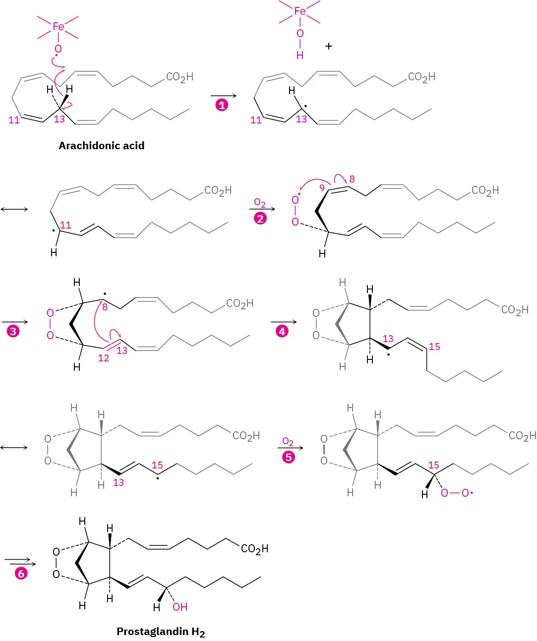 A 6-step biosynthesis pathway shows the formation of prostaglandin H 2 from arachidonic acid.
