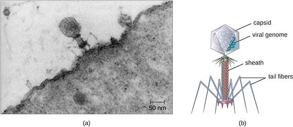 Figure a is an electron micrograph showing a virus on the surface of a bacterial cell. The virus has a large head region, a thick neck and thin spider-like legs attached to the bacterium. Figure b is a drawing that labels the outside of the head as the capsid with the viral genome inside. The neck as the sheath and the legs as tail fibers.