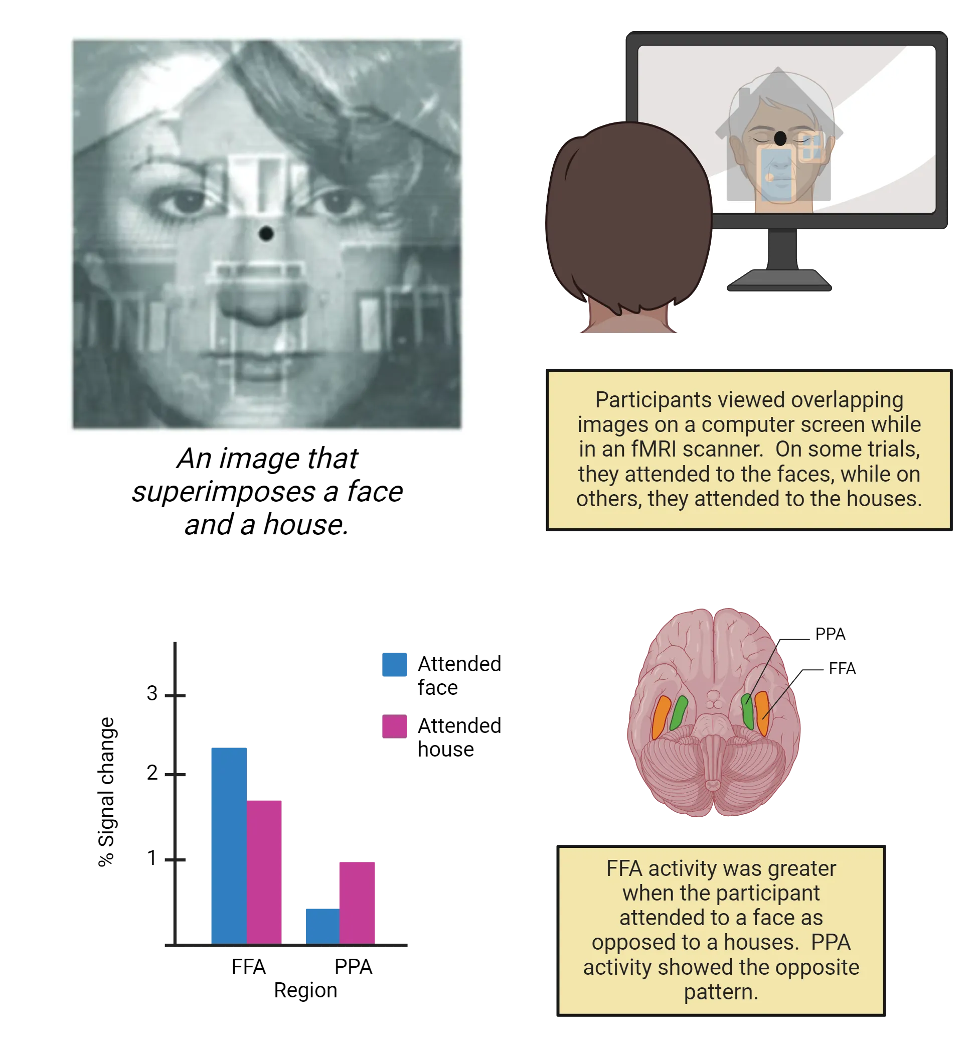 Top left shows an example photo of a face and house, superimposed one on top of the other. Top right shows diagram of a participant looking at a computer screen with a face/house stimulus on it, as described in the main text. Participants viewed overlapping images on a computer screen while in an fMRI scanner. On some trials, they attended to the faces, while on others, they attended to the houses. Bottom shows bar graph showing FFA activity was greater when the participant attended to the faces as opposed to the houses and PPA activity showed greater activity when the participant attended to the houses as opposed to the faces. A diagram of the ventral side of a human brain with PPA and FFA highlighted on the bottom sides of the temporal lobes (PPA medial to FFA) is also shown.