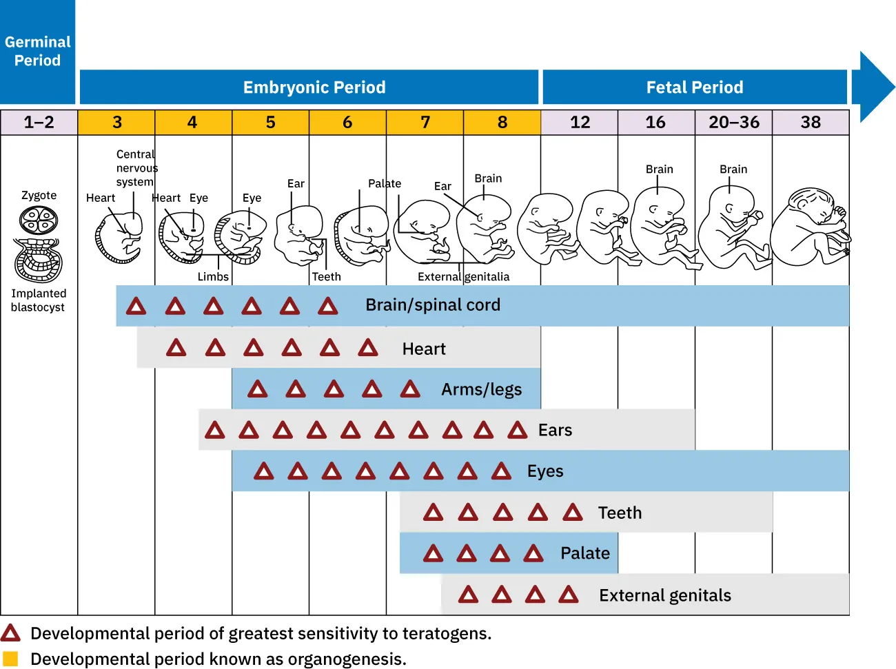 Chart depicting times during pregnancy when teratogens affect certain parts of the fetus.