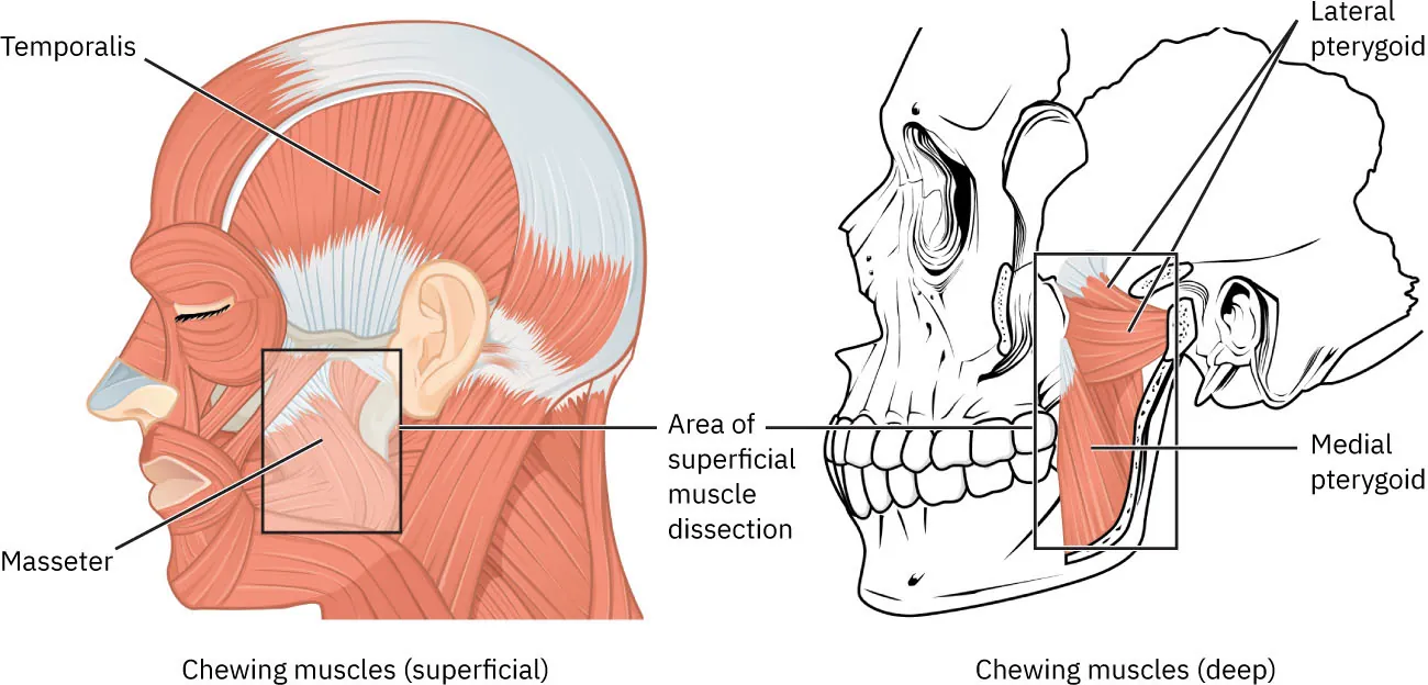 A diagram of the jaw muscles (superficial and deep).
