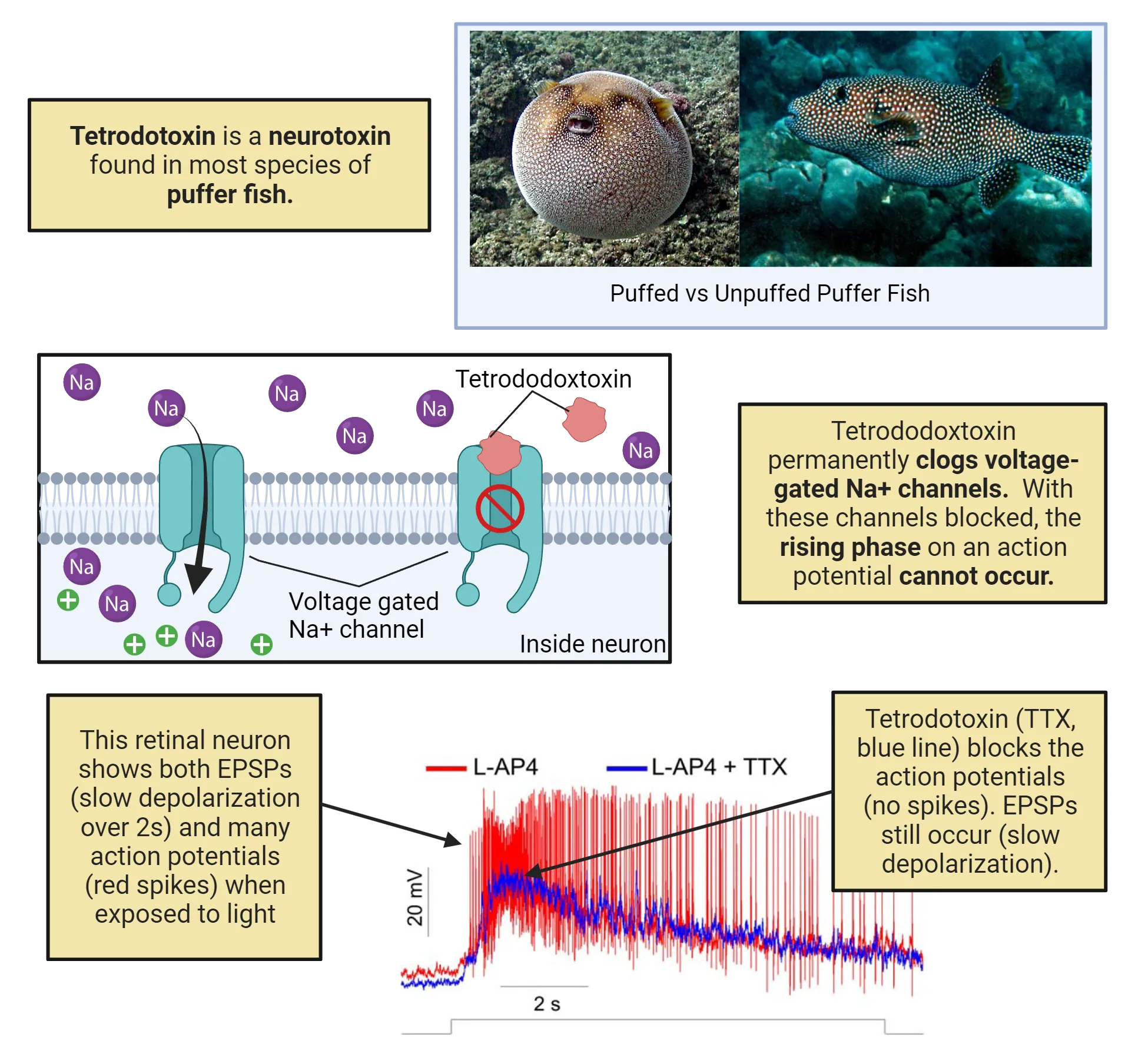 Top: Pictures of pufferfish. Middle: Diagram of cell membrane with voltage gated Na+ channels. Open Na+ channel allows in Na+ but one blocked by tetrodotoxin does not. Bottom: Trace drawing of action potentials firing vigorously after TTX treatment