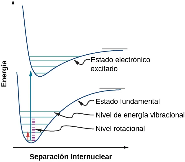 La figura muestra un gráfico de la energía en función de la separación internuclear. Hay dos curvas en el gráfico. La curva de la parte inferior está marcada como estado fundamental y la de la parte superior como estado electrónico excitado. Ambas tienen una forma similar, con una bajada brusca hasta llegar a una depresión, seguida de una lenta subida hasta que la curva se estabiliza. La curva del estado fundamental tiene cinco líneas azules horizontales delimitadas por la curva, que parecen peldaños de una escalera. Estos son etiquetados como nivel de energía vibracional. Entre dos peldaños azules hay peldaños púrpura más pequeños etiquetados como nivel de rotación. Hay cuatro peldaños de color púrpura entre el primer y el segundo peldaño azul, el segundo y el tercer peldaño azul y el tercer y el cuarto peldaño azul. Hay una flecha que apunta hacia arriba desde el centro de la cubeta. A la izquierda de esta flecha hay otra más pequeña que apunta hacia arriba. Se extiende desde el primer peldaño púrpura del primer peldaño azul hasta el segundo peldaño púrpura del segundo peldaño azul. La curva de estado excitado tiene cuatro peldaños azules.