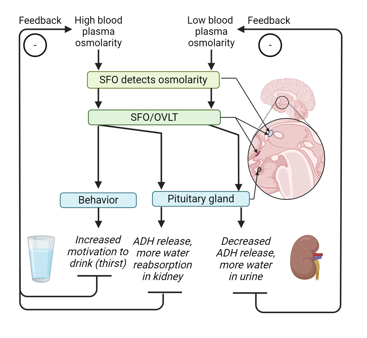 Flowchart of regulation of water intake as detailed in main text.