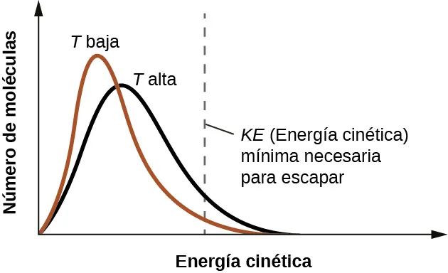 Se muestra un gráfico en el que el eje Y está marcado como "Número de moléculas" y el eje X como "Energía cinética". Se grafican dos líneas y se traza una línea punteada vertical, marcada como "K E mínimo necesario para escapar", a la mitad del eje x. La primera línea se mueve bruscamente hacia arriba y tiene un pico alto cerca del lado izquierdo del eje x. La caída es igual de pronunciada y termina a un 60 % del eje x. Esta línea está marcada como "T baja". Una segunda línea, marcada como "T alta", comienza en el mismo punto que la primera, pero no llega a un punto tan alto, es más ancha y termina ligeramente más a la derecha en el eje x.