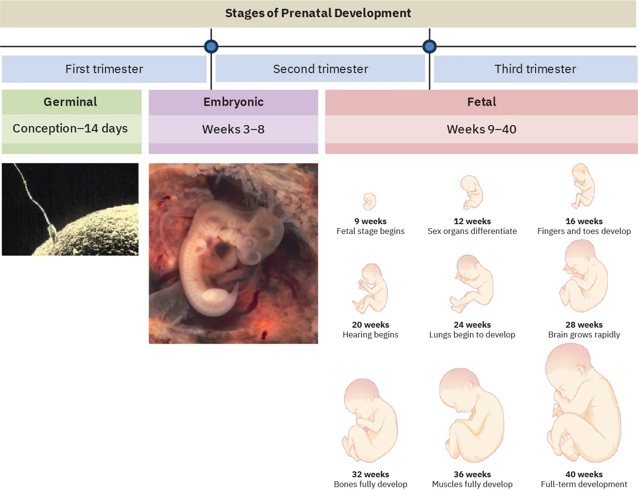 Stages of Prenatal Development. First trimester: Germinal (conception-14 days), part of Embryonic (Weeks 3-8). Second Trimester: Part of Embryonic (Weeks 3-8), part of Fetal (weeks 9-40). Third Trimester: Fetal (Weeks 9-40).