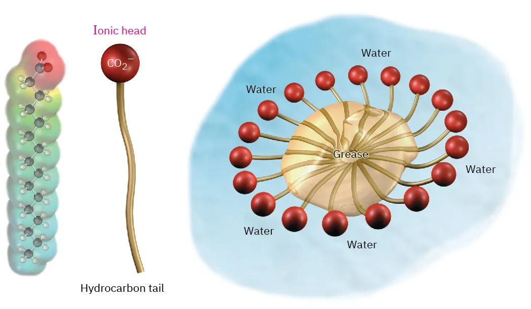 The ball-and-stick model in the electrostatic potential map of fatty acid carboxylate. The figure shows soap molecule with an ionic head and hydrocarbon tail followed by the structure of micelles.