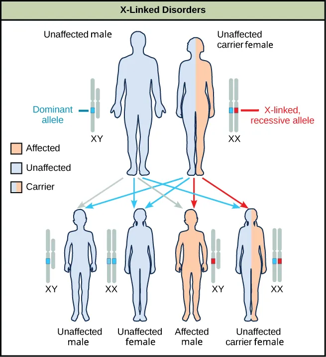 A diagram shows an unaffected male with a dominant allele and an unaffected carrier female with an x-linked recessive allele. Four figures of offspring are shown representing the various resulting genetic combinations: unaffected male offspring, unaffected female offspring, affected male offspring, and unaffected carrier female offspring.