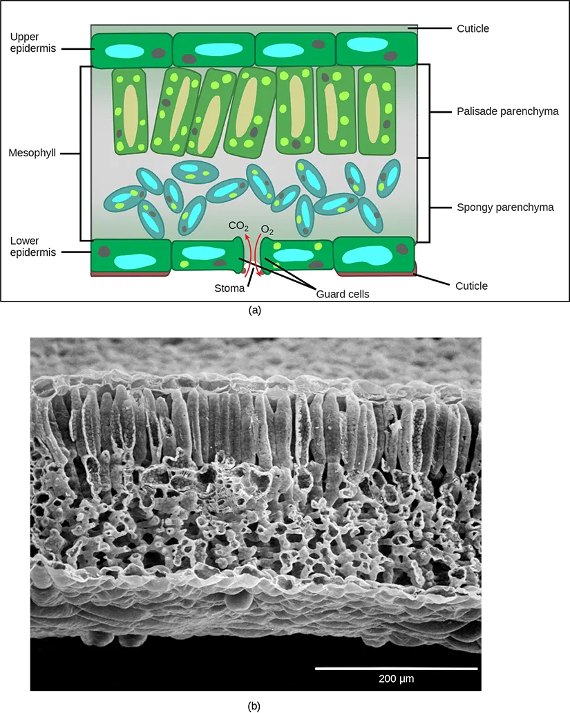 Part A is a leaf cross section illustration. A flat layer of rectangular cells make up the upper and lower epidermis. A cuticle layer protects the outside of both epidermal layers. A stomatal pore in the lower epidermis allows carbon dioxide to enter and oxygen to leave. Oval guard cells surround the pore. Sandwiched between the upper and lower epidermis is the mesophyll. The upper part of the mesophyll is comprised of columnar cells called palisade parenchyma. The lower part of the mesophyll is made up of loosely packed spongy parenchyma. Part B is a scanning electron micrograph of a leaf in which all the layers described above are visible. Palisade cells are about 50 microns tall and 10 microns wide and are covered with tiny bumps, which are the chloroplasts. Spongy parenchyma cells are smaller and irregularly shaped. Several large bumps about 20 microns across project from the lower surface of the leaf.